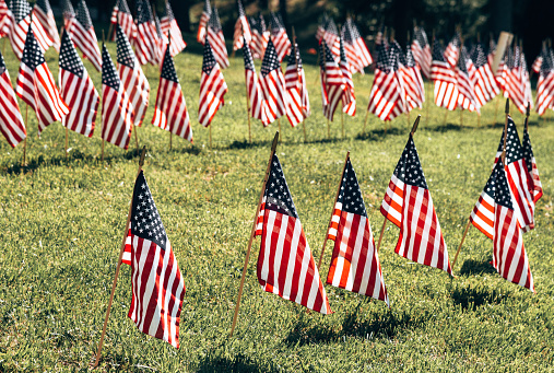 Patriotic scene of multiple American flags flying over a green lawn