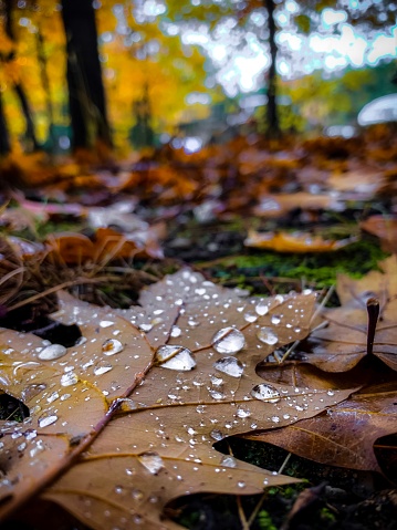 Close up of Water droplets on a fallen oak leaf on the ground of a forest floor