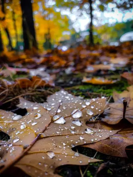 Photo of Closeups of water droplets on a fallen oak leaf
