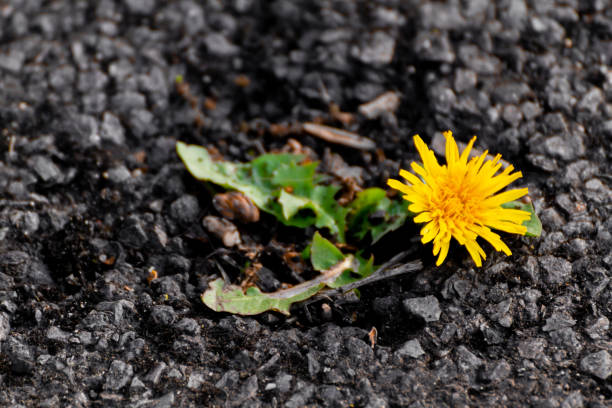 Yellow dandelion.