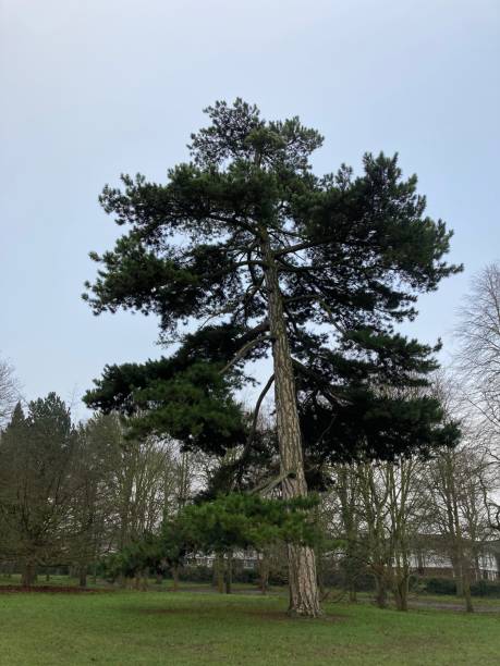 istock Cherry Hinton Park Cambridge England UK 1319129227