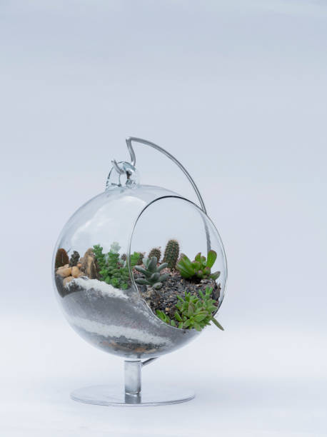 istock succulent decoration inside the crystal ball. 1319129235