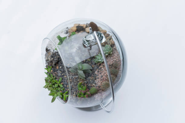 istock succulent decoration inside the crystal ball. 1319129260
