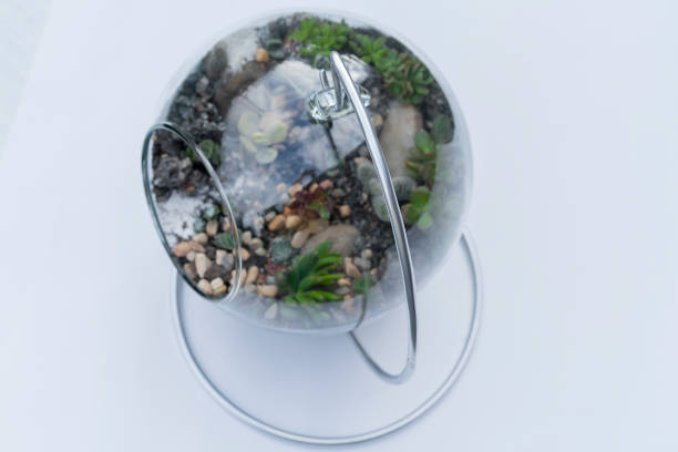 istock succulent decoration inside the crystal ball. 1319129371