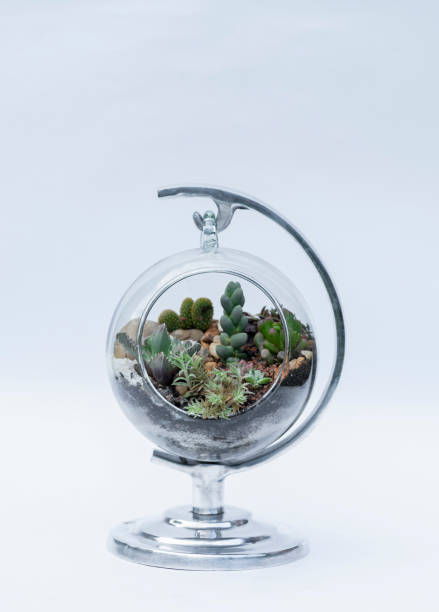istock succulent decoration inside the crystal ball. 1319129438