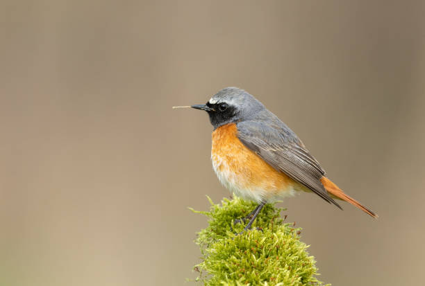 redstart commun mâle - phoenicurus photos et images de collection