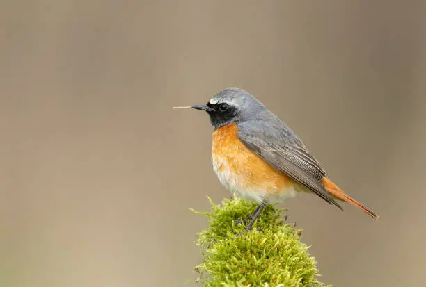 Male common redstart (Phoenicurus phoenicurus) perching on moss. The bird is on the way to build a nest.