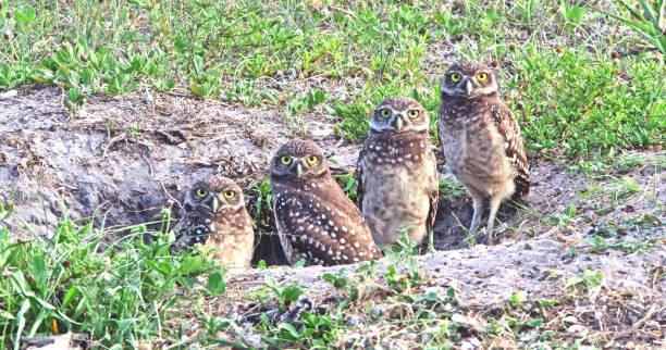 Burrowing Owls in their Burrow Burrowing Owls safely sitting at the edge of their burrow burrowing owl stock pictures, royalty-free photos & images