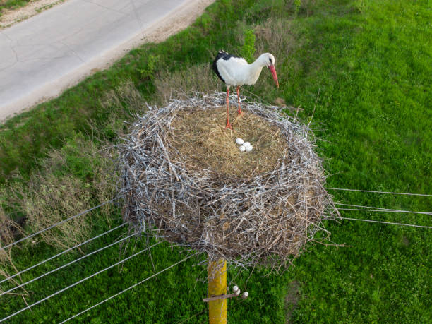 Aerial view of stork in the nest