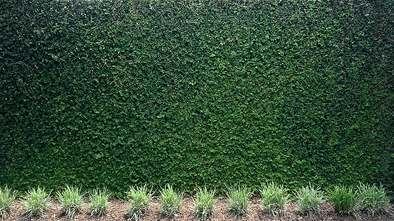 Perfectly-trimmed evergreen hedge to use as a plant background.