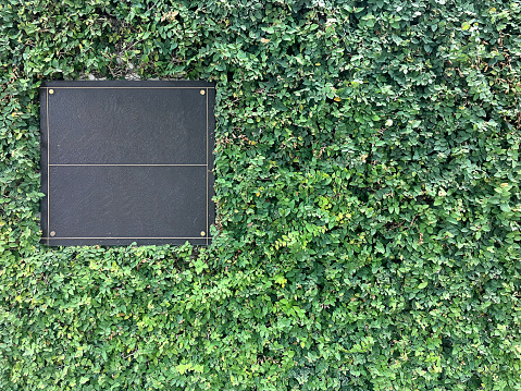 Blank Sign: Perfectly-trimmed evergreen hedge to use as a plant background.
