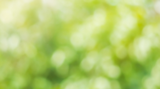 blurred green background of a forest landscape. blurred bokeh natural backdrop