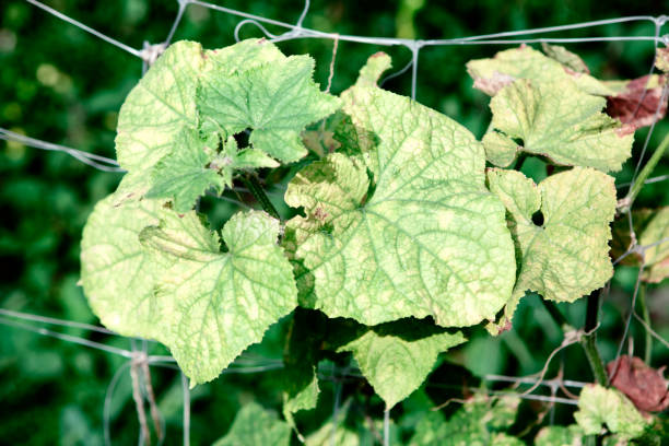 istock Cucumber plant with green leaves 1319137189