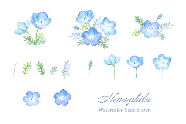 Hibiscus Flowers Vector Art Graphics Freevector Com