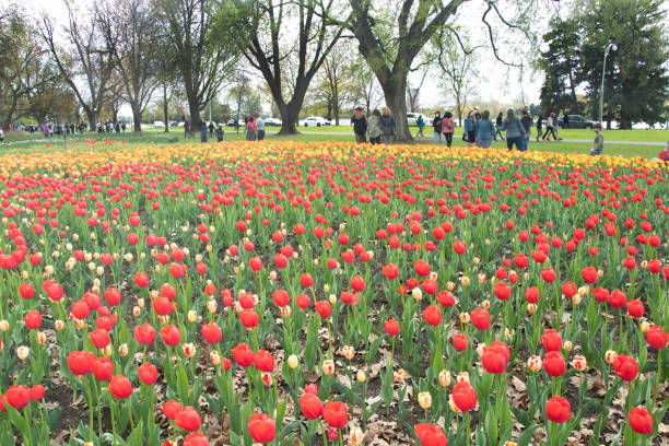 istock Ottawa Tulip Festival 1319142723