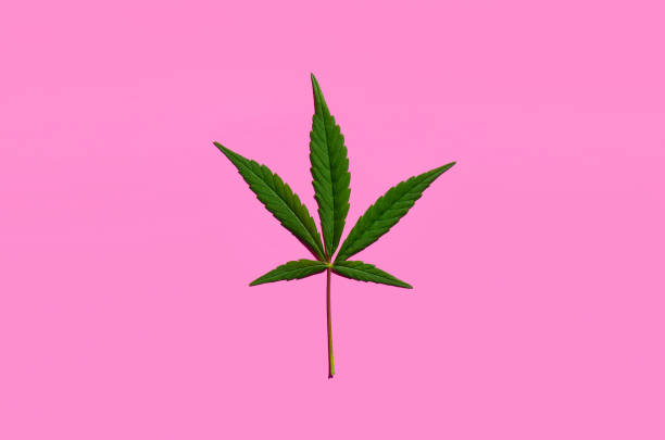 istock Cannabis green leaf isolated on pink background. 1319145523