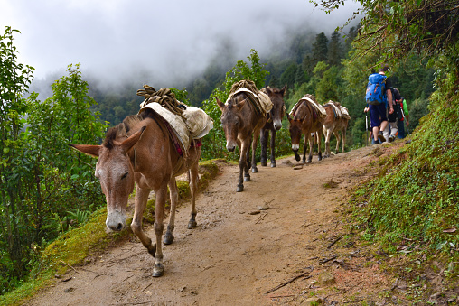 Donkeys carrying cargo in the mountains in Himalayas, Nepal