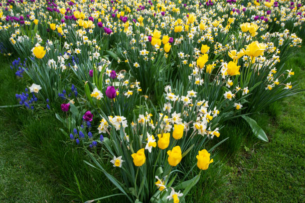 Blooming flowers in garden in Spring