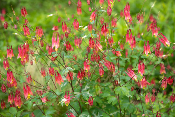 istock Columbine in blossom 1319147056