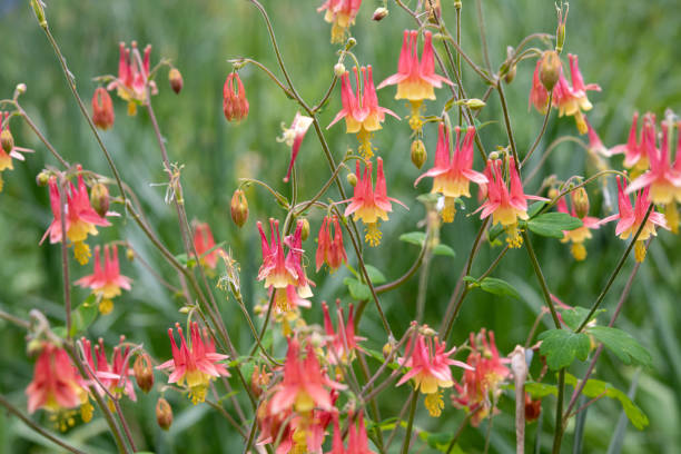 Columbine in blossom Columbine in blossom columbine stock pictures, royalty-free photos & images