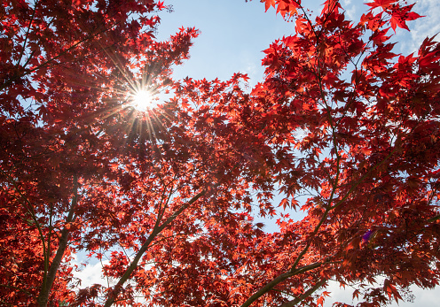On a sunny day in November 2021, bright red maple trees shine against the blue sky in Fuchu City, Tokyo.