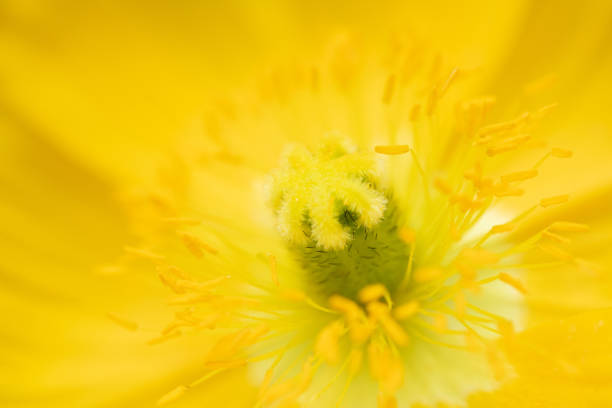 Yellow poppy in macro