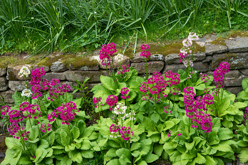 Blooming primula in Spring