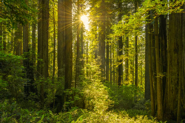 bella mattina di sequoia - redwood sequoia california redwood national park foto e immagini stock