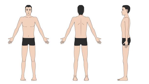 ilustraciones, imágenes clip art, dibujos animados e iconos de stock de hombre de diferentes lados - the human body anatomy rear view men