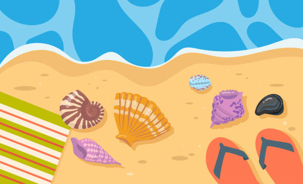 illustrazioni stock, clip art, cartoni animati e icone di tendenza di conchiglie, asciugamani e infradito sull'illustrazione dei cartoni animati di sabbia - cockle nature outdoors horizontal