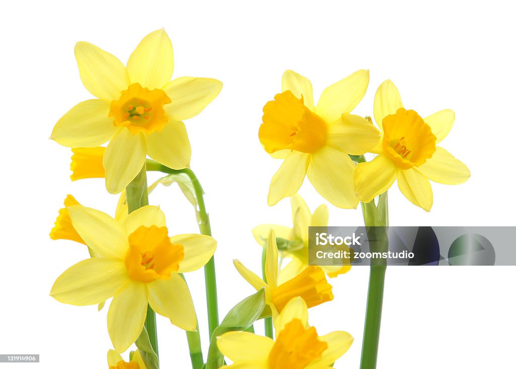 Primavera daffodils - Foto stock royalty-free di Bouquet