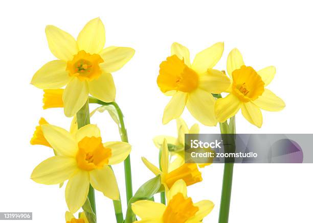 Primavera Daffodils - Fotografie stock e altre immagini di Bouquet - Bouquet, Colore verde, Composizione orizzontale