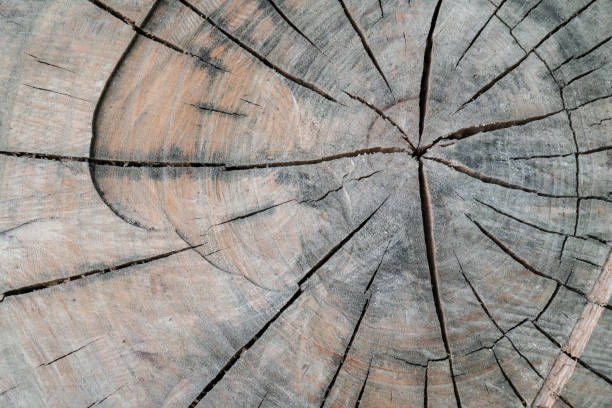 istock Background with the texture of an old stump. 1319149278