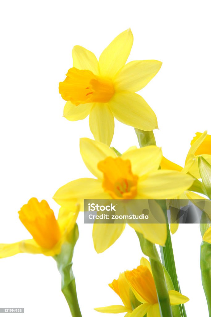 Flores de primavera - Foto de stock de Amarillo - Color libre de derechos