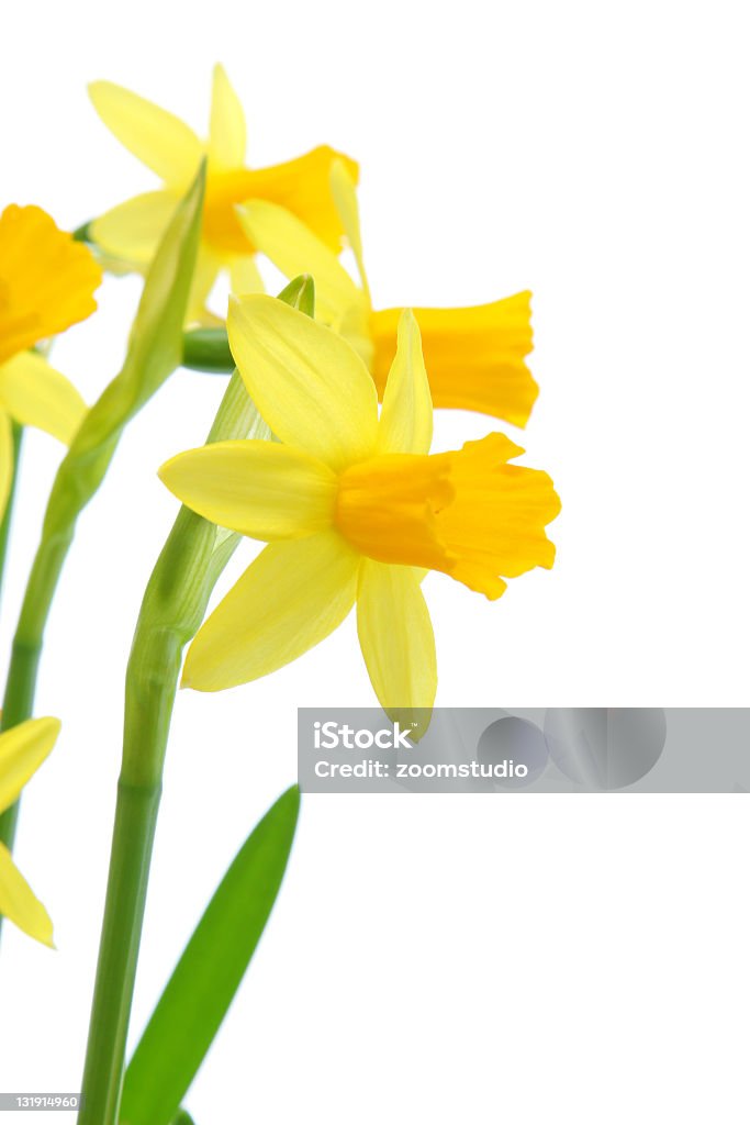 Ramo de narcisos amarillos - Foto de stock de Amarillo - Color libre de derechos