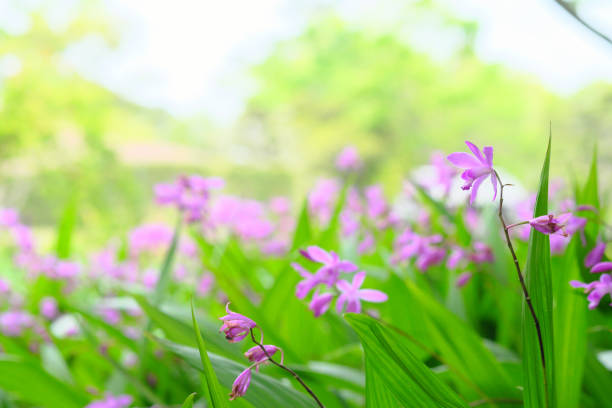 Pink silane flowers in the sun