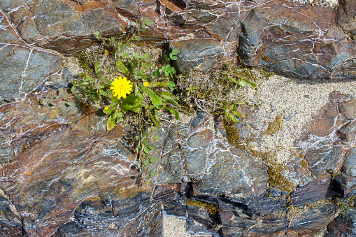Granet rock wall with a wildflower growing from it.