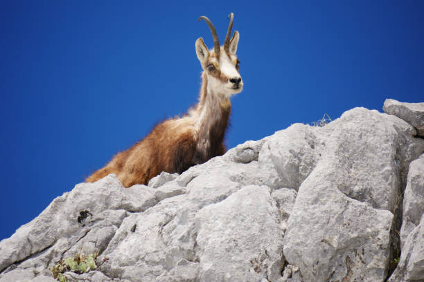 istock alpine chamois (Rupicapra rupicapra) in the wild 1319151724