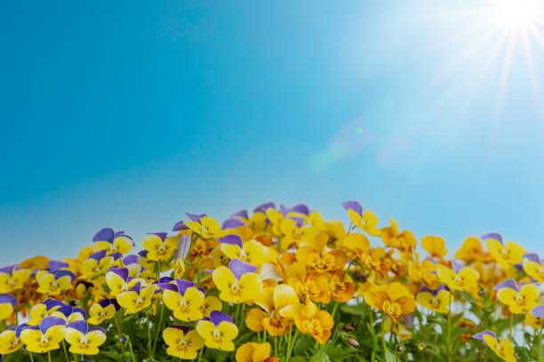 Flower background material