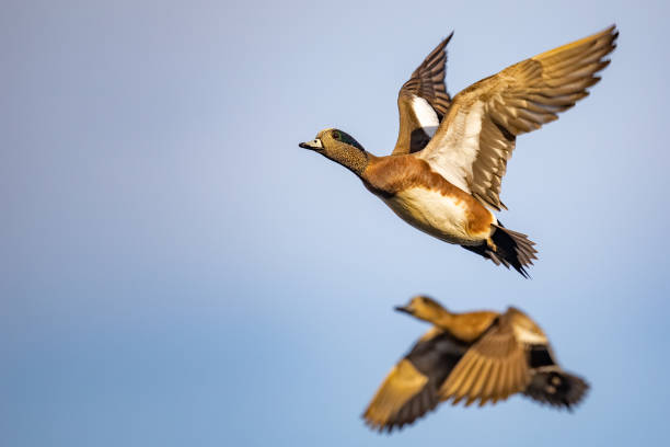 istock Drake American Wigeon Gains Altitude with Powerful Wing Beats 1319151830