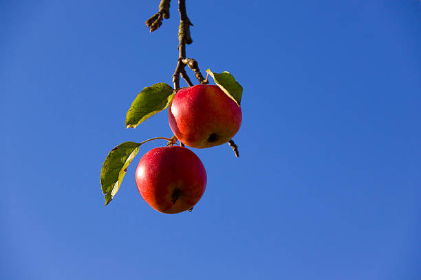 pommes rouge - apple apple tree branch fruit photos et images de collection