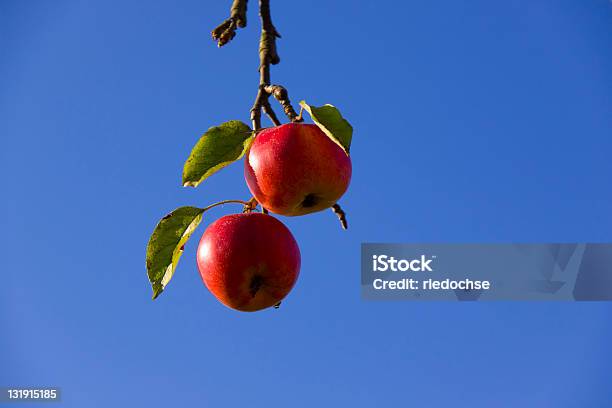 Photo libre de droit de Pommes Rouge banque d'images et plus d'images libres de droit de Fruit - Fruit, Position basse, Suspendre