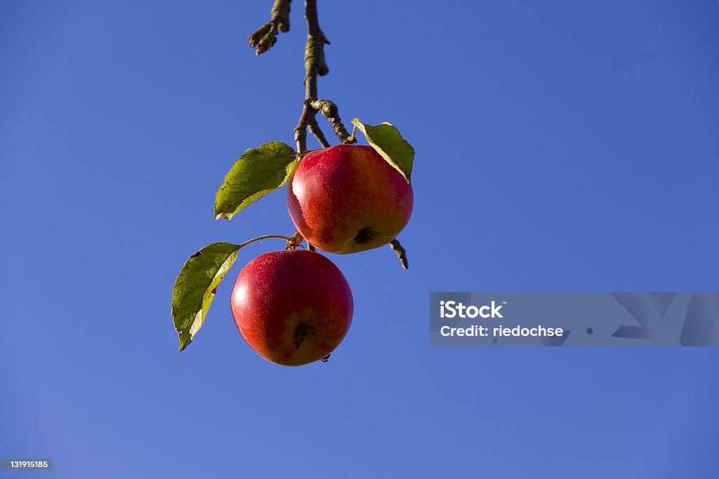 Maçãs vermelhas - Foto de stock de Fruta royalty-free