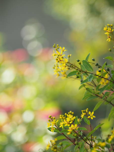 istock Paraguayan Silver Trumpet Tree, Silver Trumpet Tree, Tree of Gold, Tabebuia argentea Britton, Bignoniaceae yellow flower blooming tree in garden on nature background 1319152433