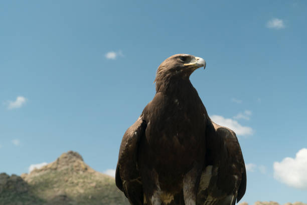 istock eagle bird falconry sitting on a pole 1319152488