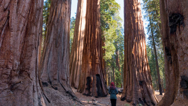 mulher olhando para árvores sequoia (founders group), parque nacional sequoia, califórnia, eua - sequoia national forest - fotografias e filmes do acervo