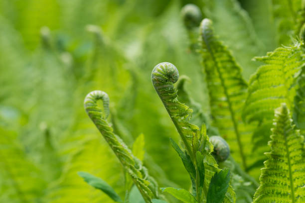 Matteuccia, ostrich fern  leaves closeup selective focus Matteuccia, ostrich fern spring leaves closeup selective focus fiddle head stock pictures, royalty-free photos & images