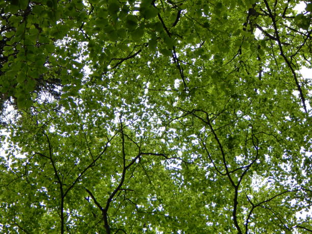 istock Trees with fresh new green leaves 1319155293