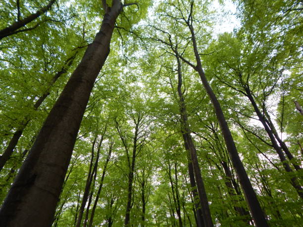 istock Trees with fresh new green leaves 1319155317