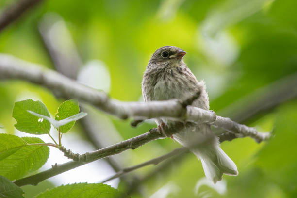 istock Young North America sparrow on branch 1319157318
